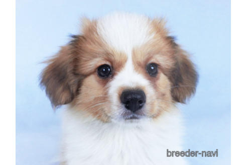 成約済の千葉県のパピヨン-157279の1枚目