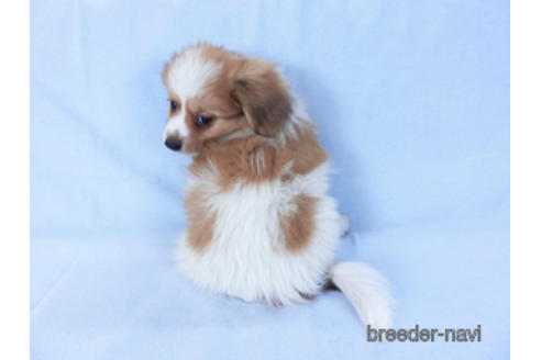 成約済の千葉県のパピヨン-157279の2枚目