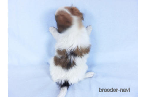 成約済の千葉県のパピヨン-157275の4枚目