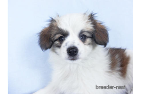 成約済の千葉県のパピヨン-157275の3枚目