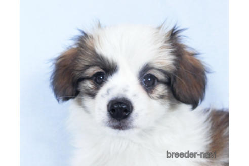 成約済の千葉県のパピヨン-157275