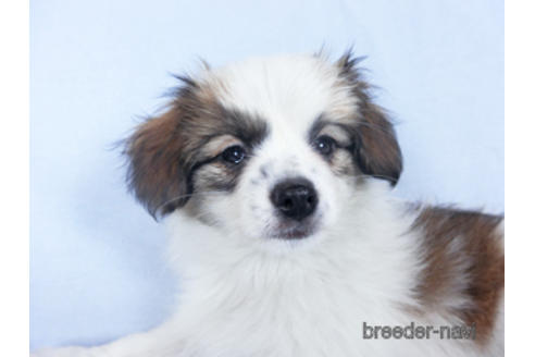 成約済の千葉県のパピヨン-157275の2枚目