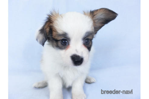 成約済の千葉県のパピヨン-159999の8枚目