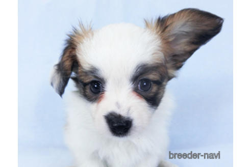 成約済の千葉県のパピヨン-159999の7枚目