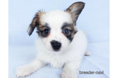 成約済の千葉県のパピヨン-159999の6枚目