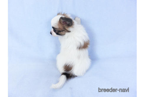 成約済の千葉県のパピヨン-159999の5枚目