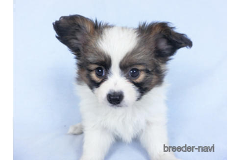 成約済の千葉県のパピヨン-160003の4枚目