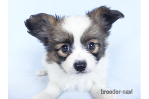 成約済の千葉県のパピヨン-160003の1枚目