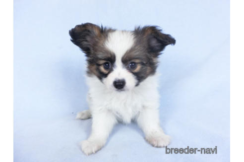 成約済の千葉県のパピヨン-160003の3枚目