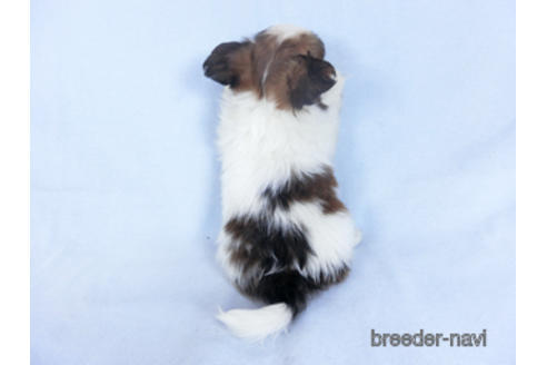 成約済の千葉県のパピヨン-160003の2枚目