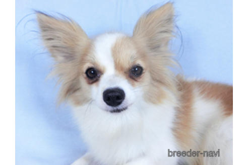 成約済の千葉県のパピヨン-160009の1枚目