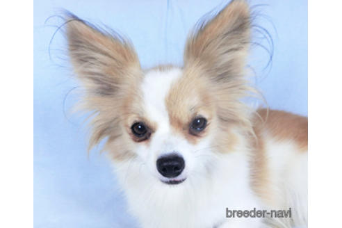 成約済の千葉県のパピヨン-160009の4枚目