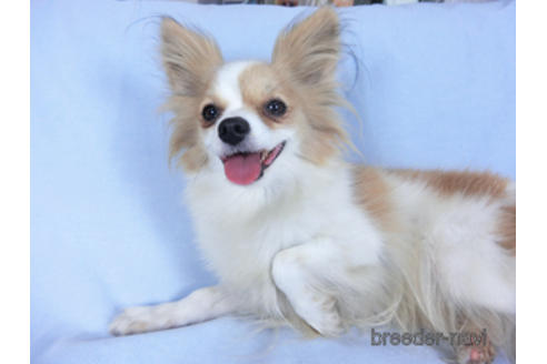 成約済の千葉県のパピヨン-160009の3枚目