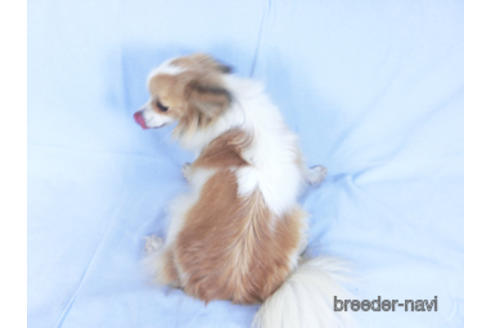 成約済の千葉県のパピヨン-160009の2枚目