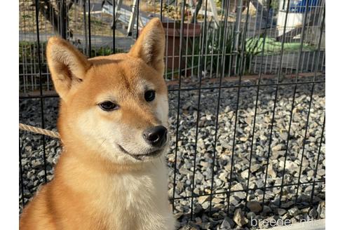 成約済の岡山県の柴犬-139952の8枚目