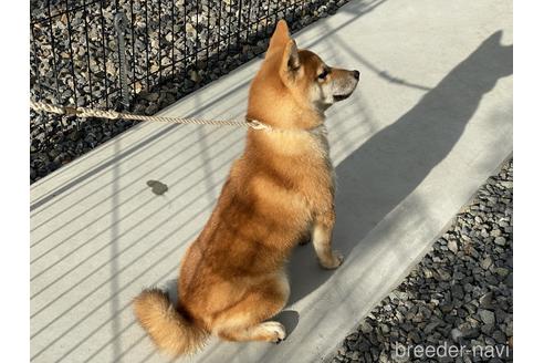 成約済の岡山県の柴犬-139952の6枚目
