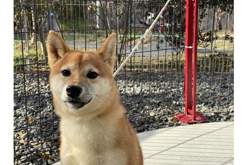 成約済の岡山県の柴犬-139952の5枚目