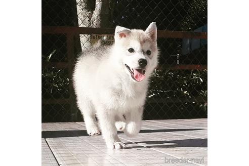 成約済の茨城県のシベリアンハスキー-160448の1枚目