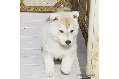 成約済の茨城県のシベリアンハスキー-160448の4枚目