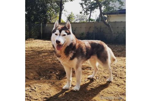 成約済の茨城県のシベリアンハスキー-160448の3枚目