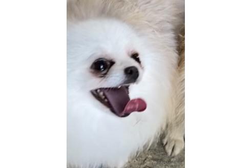 バニラちゃん1枚目