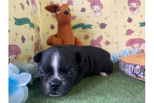 成約済の栃木県のミックス犬-159217の13枚目