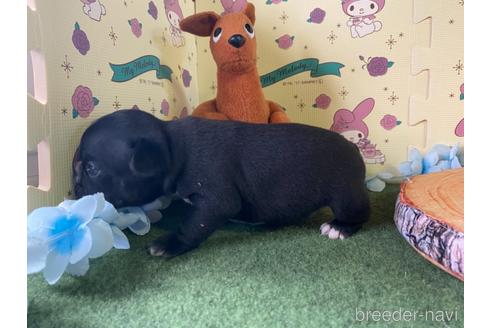 成約済の栃木県のミックス犬-159217の10枚目