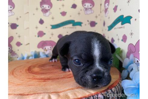 成約済の栃木県のミックス犬-159217の12枚目