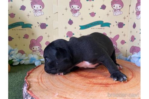 成約済の栃木県のミックス犬-159217の11枚目