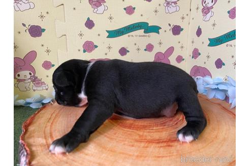 成約済の栃木県のミックス犬-159215の13枚目