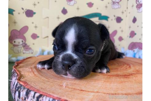 成約済の栃木県のミックス犬-159215の8枚目
