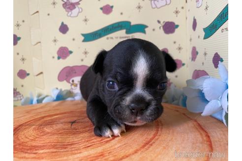 成約済の栃木県のミックス犬-159215の9枚目