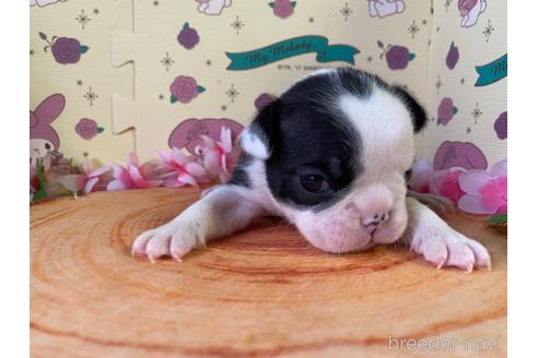 成約済の栃木県のミックス犬-159224の19枚目