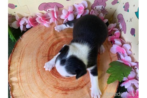 成約済の栃木県のミックス犬-159224の16枚目