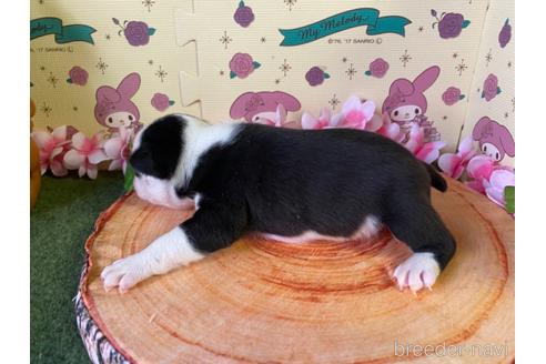 成約済の栃木県のミックス犬-159224の14枚目