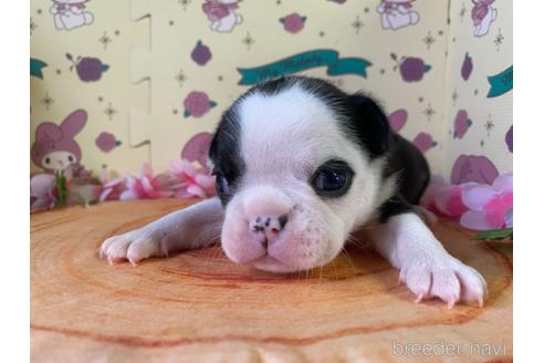 成約済の栃木県のミックス犬-159224の11枚目