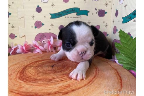 成約済の栃木県のミックス犬-159224の12枚目