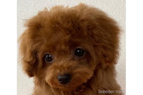 成約済の岡山県のティーカッププードル-157156の2枚目