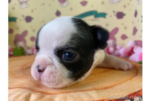 成約済の栃木県のミックス犬-159222の14枚目