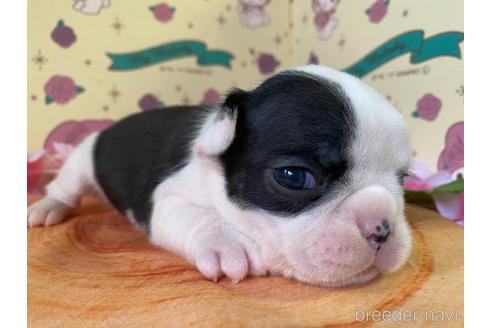 成約済の栃木県のミックス犬-159222の17枚目