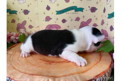 成約済の栃木県のミックス犬-159222の15枚目