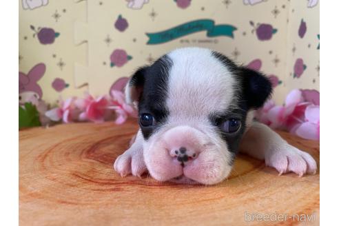 成約済の栃木県のミックス犬-159222の14枚目