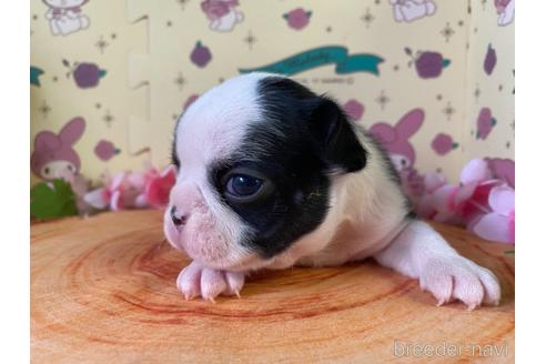 成約済の栃木県のミックス犬-159222の13枚目