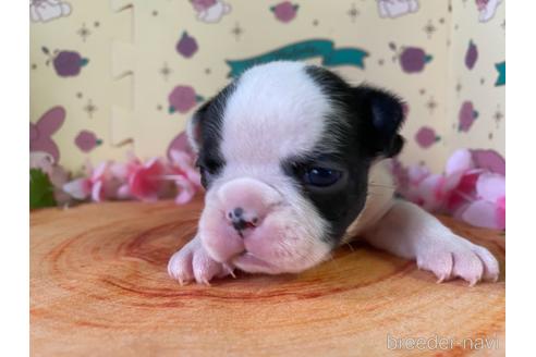 成約済の栃木県のミックス犬-159222の11枚目