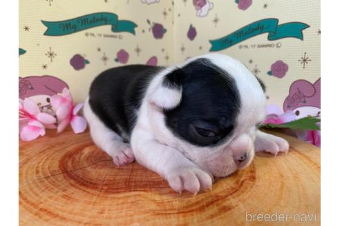 成約済の栃木県のミックス犬-159222の11枚目