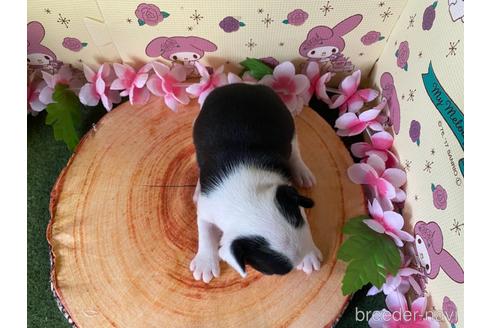 成約済の栃木県のミックス犬-159222の10枚目