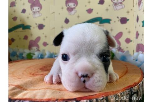 成約済の栃木県のミックス犬-160315の5枚目