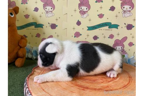 成約済の栃木県のミックス犬-160315の7枚目