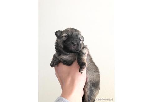 成約済の山口県のミックス犬-160159の1枚目