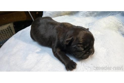 成約済の岐阜県のフレンチブルドッグ-160171の12枚目